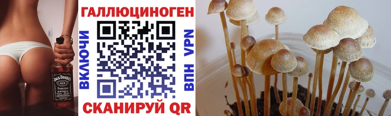 Псилоцибиновые грибы Psilocybe  Вельск 